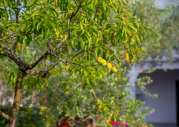 Garden Paradise App Sveti Vid-Miholjice