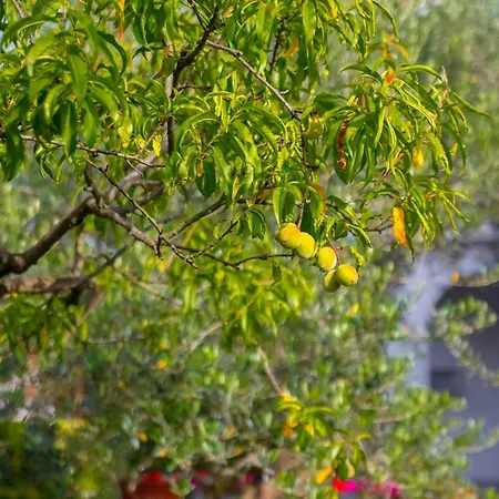 Garden Paradise App Sveti Vid-Miholjice