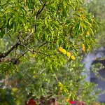 Garden Paradise App Sveti Vid-Miholjice